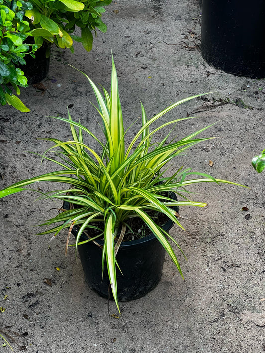 Variegated Pandanus plant from Plant House with green and yellow striped leaves in a 30-40cm container.