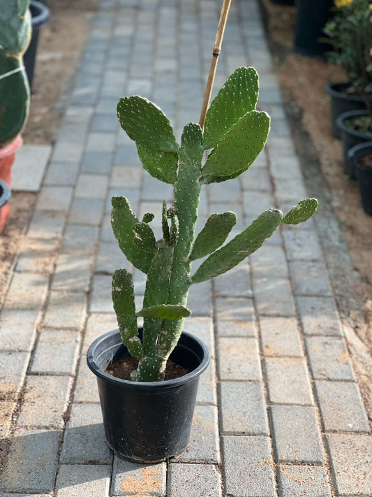 Barbary Fig cactus with bunny ears shape, potted plant from Plant House, featuring green, spiky cactus with soft, rounded bunny ear-like growths