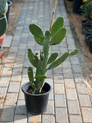 Bunny Ears Cactus (Barbary Fig) plant by Plant House, 40-60cm tall with distinctive fuzzy, ear-shaped cactus pads.