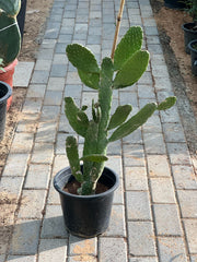 Bunny Ears Cactus (Barbary Fig) plant from Plant House, 40-60cm tall, featuring distinctive fuzzy, bunny-ear shaped pads.