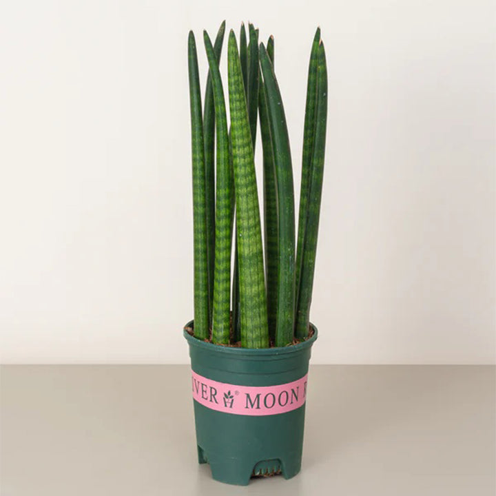 Snake Plant Cylindrica, 40-60cm tall, potted plant from Plant House, with tall, slender green leaves in a decorative container.
