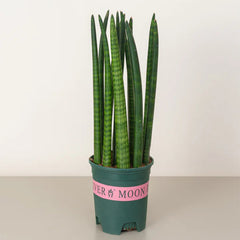Snake Plant Cylindrica, 40-60cm tall, potted plant from Plant House, with tall, slender green leaves in a decorative container.