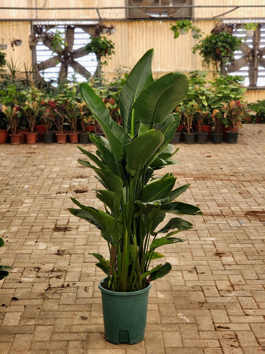 Bird of Paradise plant from Plant House with large green leaves and vibrant orange flowers, shown in a decorative pot.