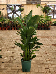 Bird of Paradise plant from Plant House with large green leaves and vibrant orange flowers, shown in a decorative pot.