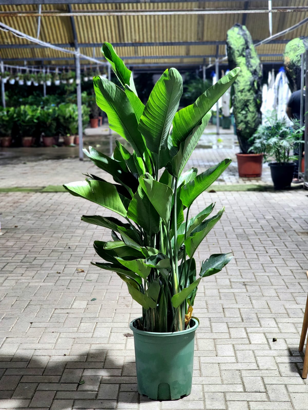 Bird of Paradise plant from Plant House with large, vibrant green leaves and striking orange flowers, shown in a decorative pot.
