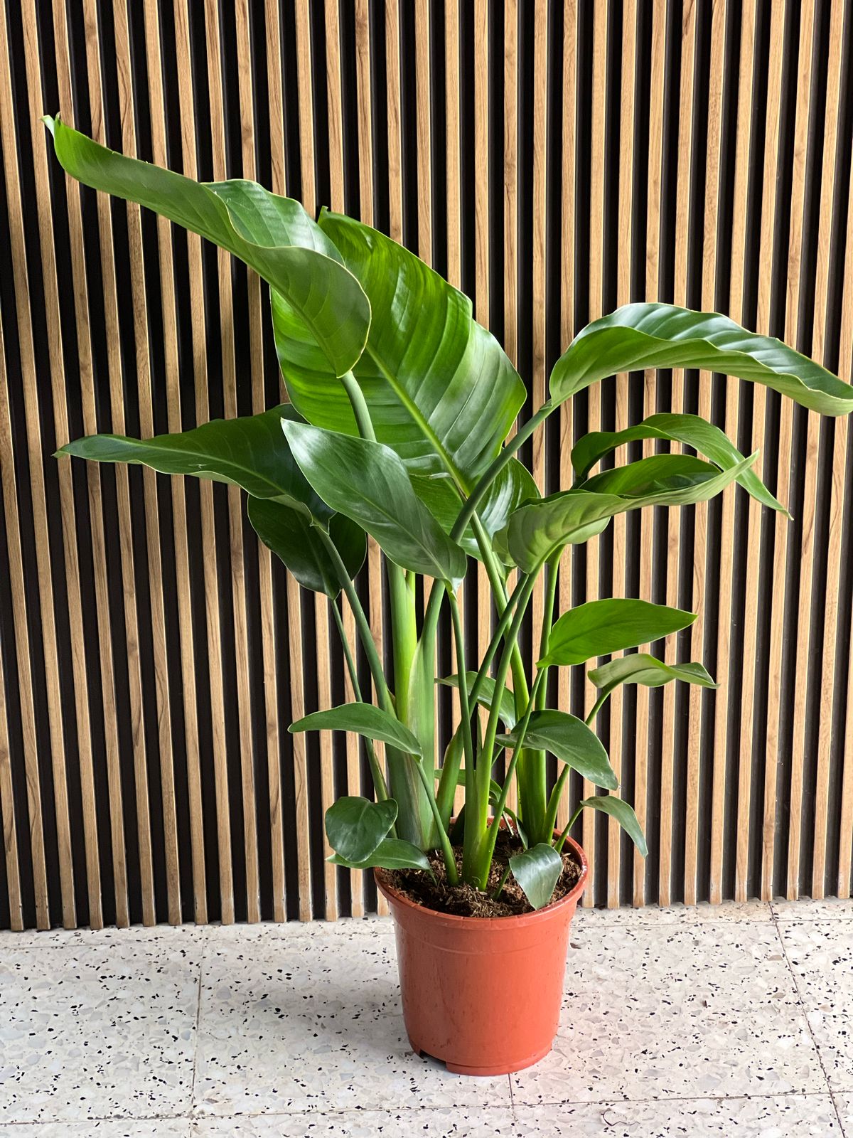 Bird of Paradise plant from Plant House with vibrant green leaves and striking orange flowers in a decorative pot.