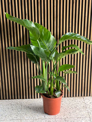 Bird of Paradise plant from Plant House with vibrant green leaves and striking orange flowers in a decorative pot.