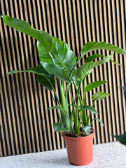 Bird of Paradise plant from Plant House with large, vibrant green leaves and striking orange flowers.