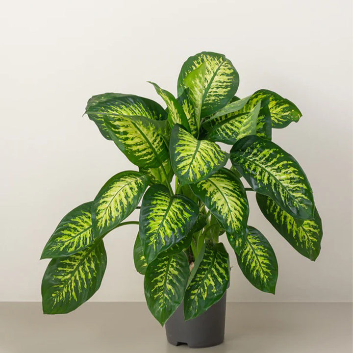 Dieffenbachia Tropic Snow plant by Plant House with large green and white variegated leaves, approximately 60-80cm tall.