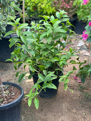 Night Queen plant from Plant House with lush green leaves and vibrant white flowers, showcasing its elegant foliage.