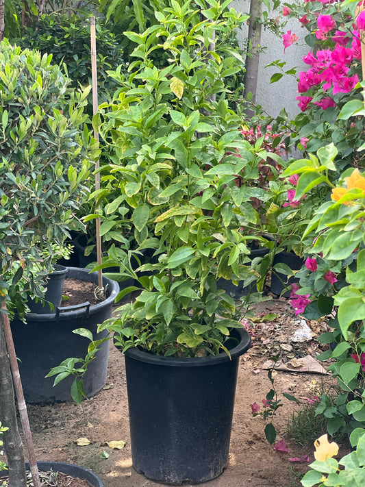 Night Queen plant by Plant House, showcasing lush green leaves and vibrant night-blooming flowers.