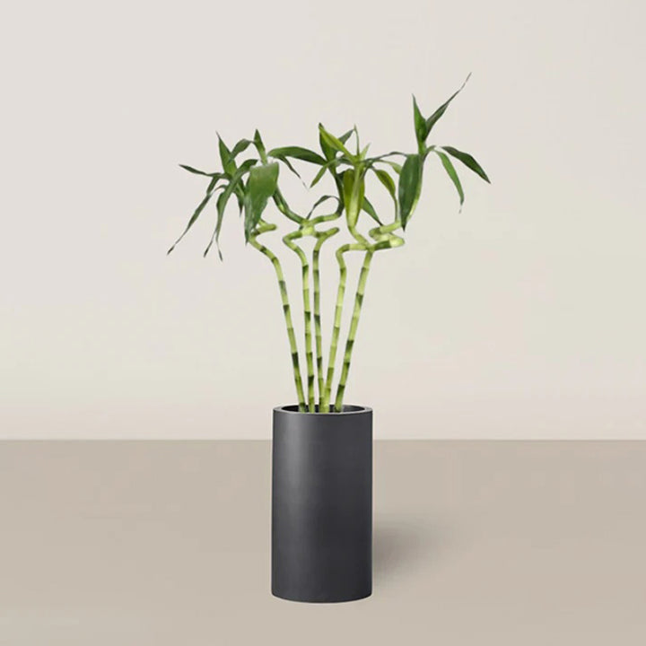Lucky Bamboo plant from Plant House, 60cm tall, ideal for home and office decor, featuring lush green stalks and leaves.