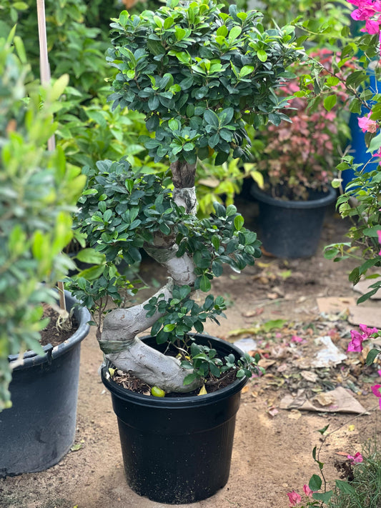 Ficus S Bonsai plant with lush green leaves in a decorative pot, displayed on a wooden surface.