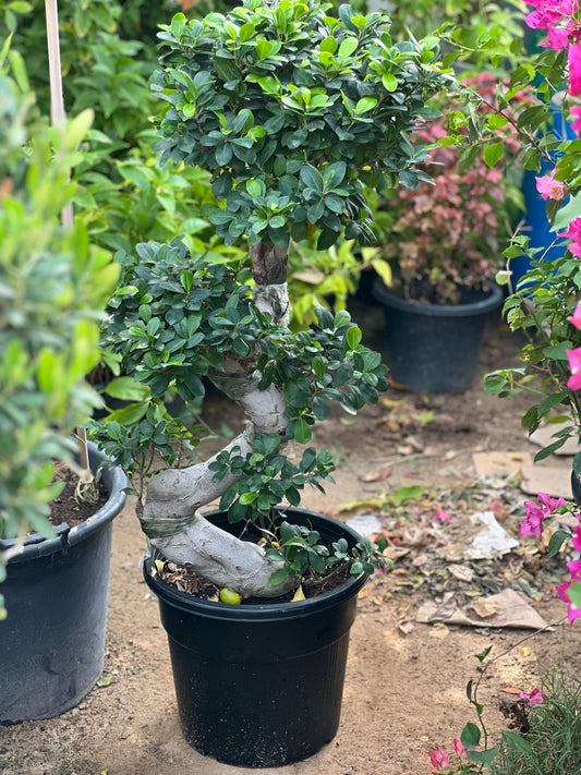 Ficus S Bonsai plant from Plant House with lush green foliage and a small decorative pot, ideal for indoor decoration.