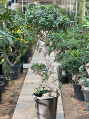 Ficus S Bonsai plant from Plant House, 60-80cm tall, with lush green foliage and a slender, well-shaped trunk.