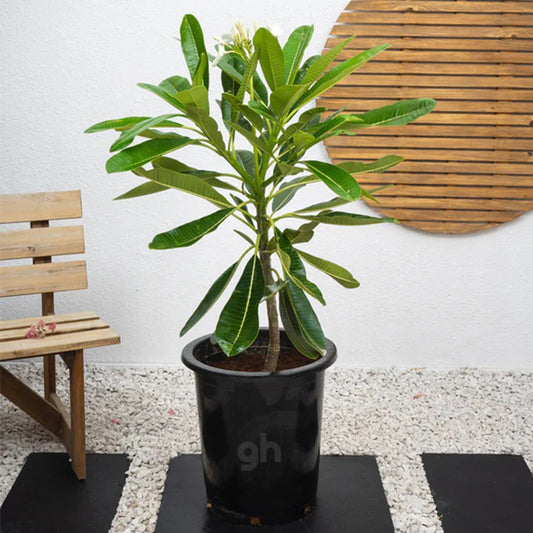 Frangipani Tree plant from Plant House with lush green leaves and blooming white flowers on a sunny background.