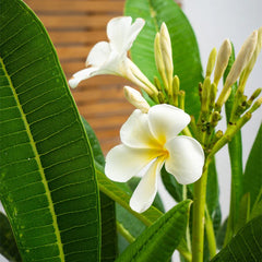 Frangipani Tree from Plant House, 80cm to 1.2m tall, showing lush green leaves and fragrant white flowers.