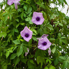 Ipomoea Climber plant from Plant House with green vines and heart-shaped leaves, approximately 80-100cm tall.