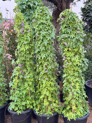 Ipomoea Climber plant from Plant House, 80-100cm tall, with vibrant green leaves perfect for garden trellises and outdoor decor.