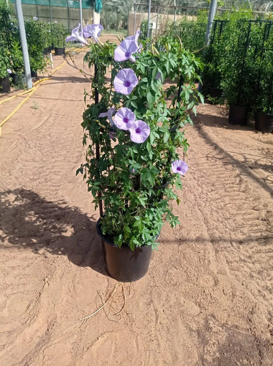 Ipomoea Climber plant from Plant House, 80-100cm tall with vibrant green leaves and delicate vines for garden decor.