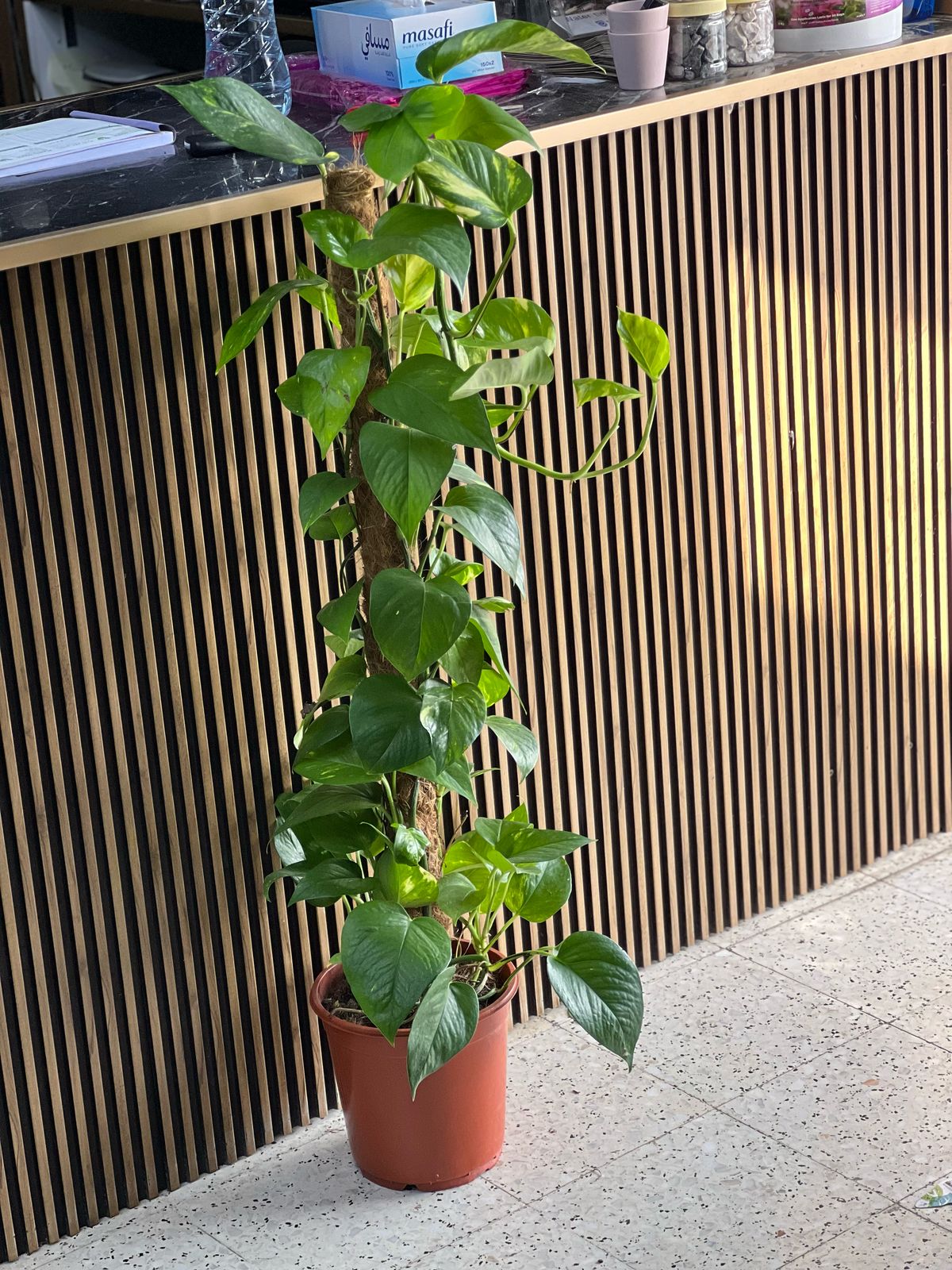 Healthy green money plant in a pot from Plant House, showing lush leaves and vibrant foliage on a neutral background.