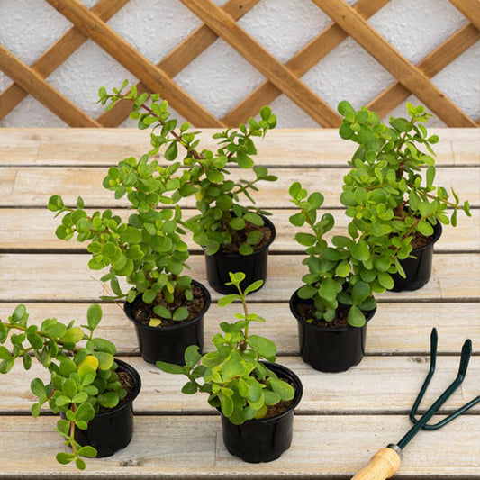 Healthy Elephant's Bush plant (Portulacaria Afra) with green, fleshy leaves, placed in a decorative pot on a white background.