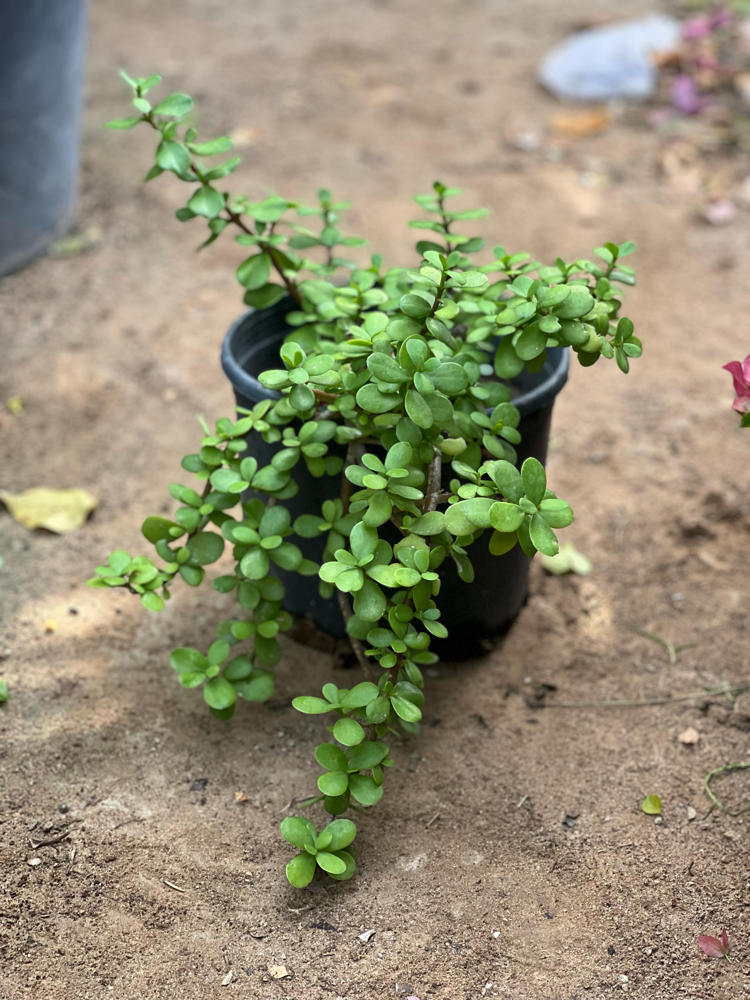 Box of 30 Elephant's Bush Portulacaria Afra succulent plants from Plant House, showcasing vibrant green foliage in individual pots.