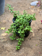Box of 30 Elephant's Bush Portulacaria Afra succulent plants from Plant House, showcasing vibrant green foliage in individual pots.