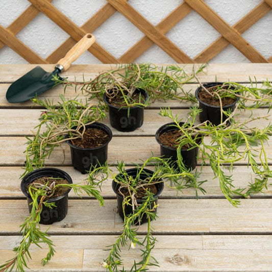 Portulaca grandiflora, also known as Rose Moss, a vibrant flowering plant with colorful blooms and succulent leaves.