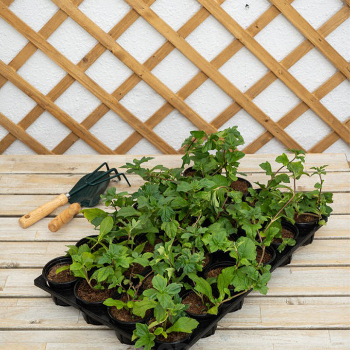 Box of 30 Wedelia Trilobata plants from Plant House, lush green foliage in a nursery setting