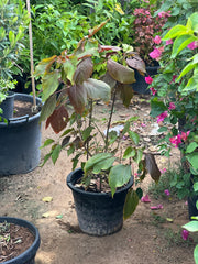 Acalypha plant from Plant House with vibrant green and red foliage, potted and displayed on a wooden surface.