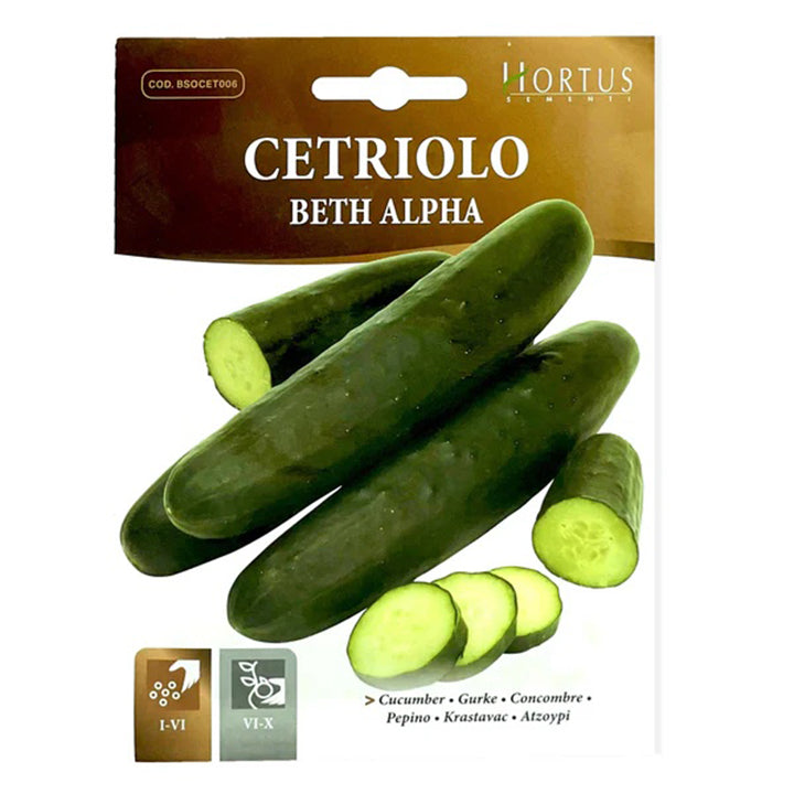 Alpha Cucumber plant from Plant House seeds, showing healthy green cucumber plant with lush foliage.