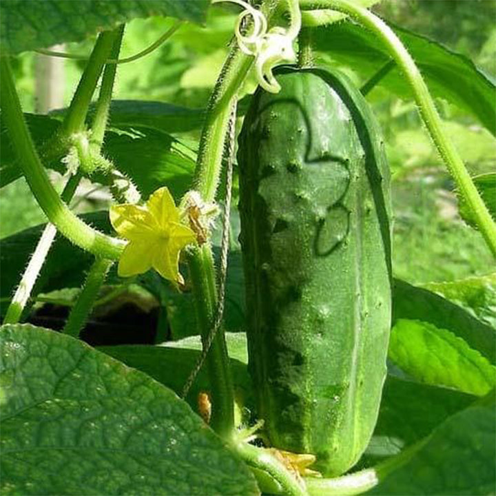 Alpha Cucumber plant from Plant House with vibrant green leaves and healthy cucumber seedlings in a garden setting.