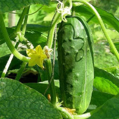 Alpha Cucumber plant from Plant House with vibrant green leaves and healthy cucumber seedlings in a garden setting.