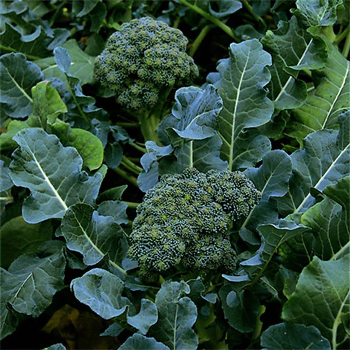 Broccoli plant seeds from Plant House, showing fresh green seeds ideal for planting and gardening.