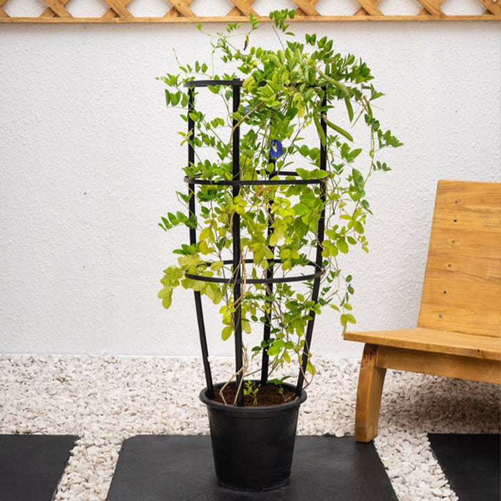 Healthy Butterfly Pea Plant from Plant House with vibrant green leaves and delicate purple flowers in a garden setting.