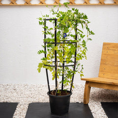 Healthy Butterfly Pea Plant from Plant House with vibrant green leaves and delicate purple flowers in a garden setting.