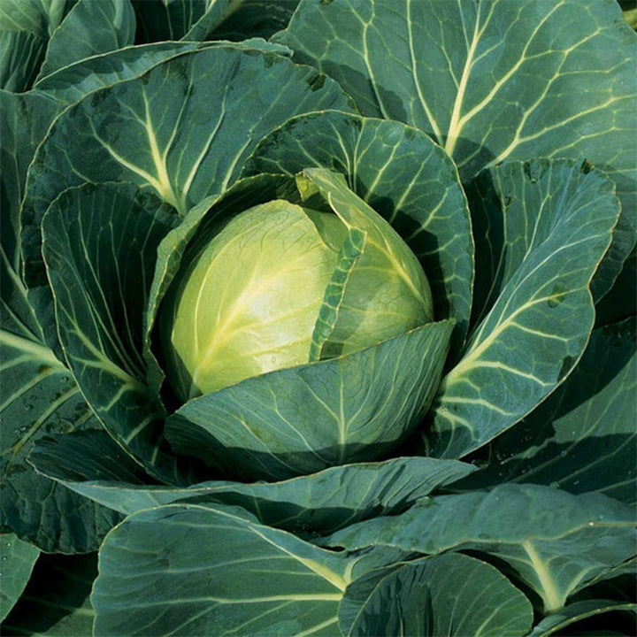 Fresh green cabbage plant from Plant House seeds, showing healthy leaves ready for planting in a garden.
