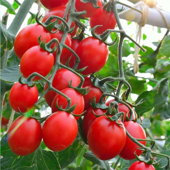 Cherry tomato plant from Plant House with vibrant green leaves and developing tomato clusters, ready for planting.