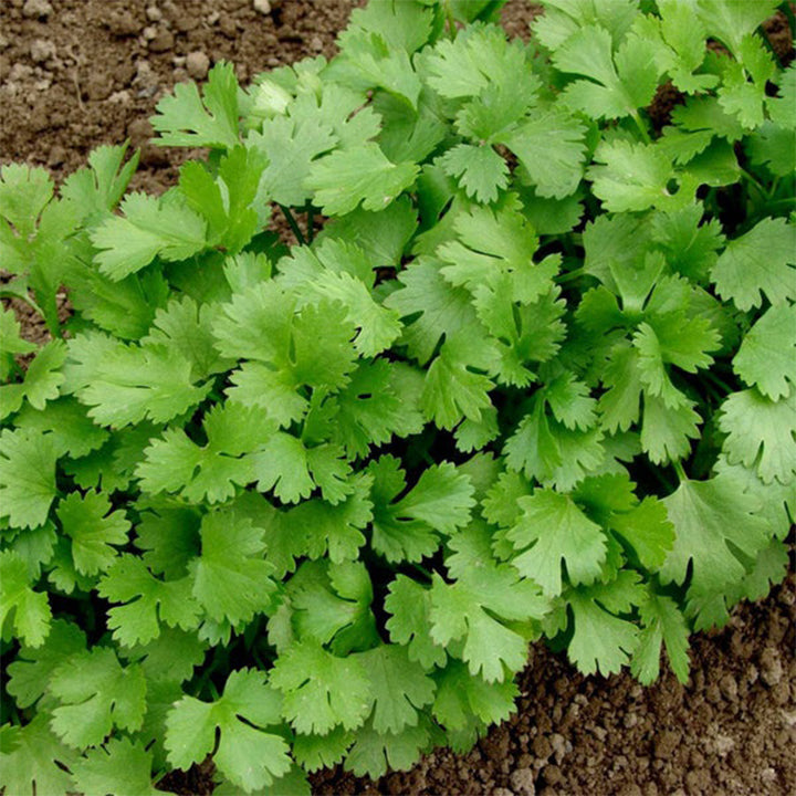 Coriander seeds plant by Plant House, showing green foliage and mature coriander seed pods on a healthy leafy plant.