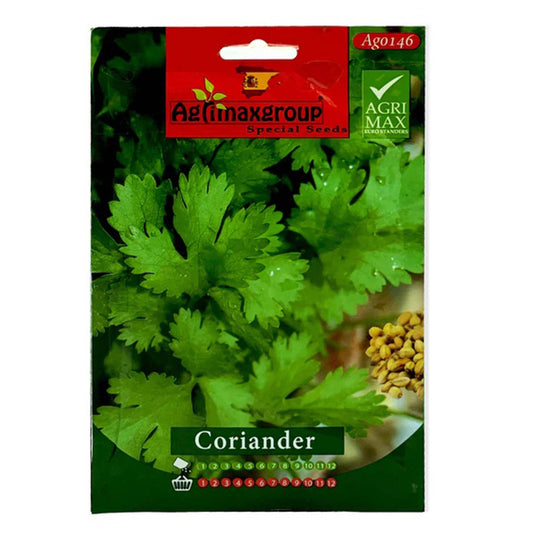 Coriander plant with seeds from Plant House, showcasing fresh green leaves and mature coriander seeds on a healthy plant.