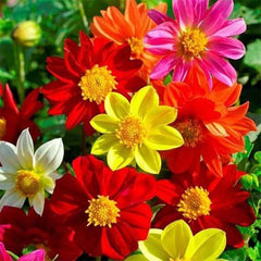 Dahlia plant with vibrant flowers in a garden, grown from Plant House Dahlia seeds, showcasing lush green foliage.