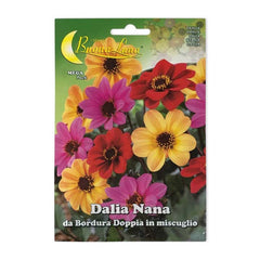 Dahlia plant with vibrant flowers grown from Plant House Dahlia seeds, showcasing lush green foliage and colorful blooms.