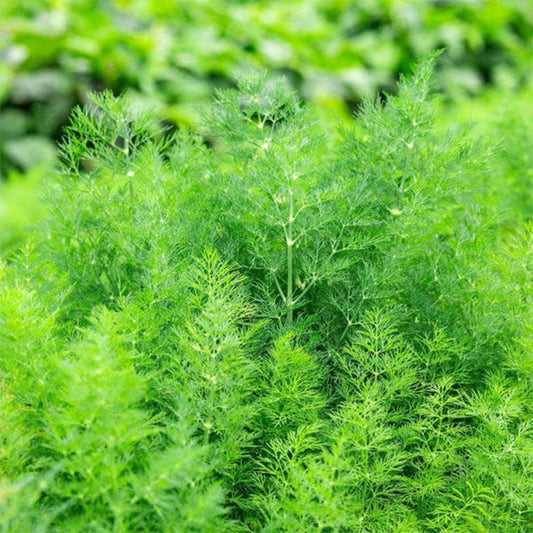 Fresh dill plant growing from seeds, showing vibrant green feathery leaves, cultivated by Plant House.