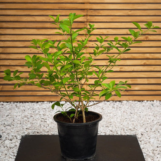 Healthy Dumdum plant from Plant House with lush green foliage and sturdy stems.