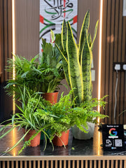 Eco-friendly plant house by Plant House in Dubai, showcasing a lush indoor plant setup for fresh air and natural decor.