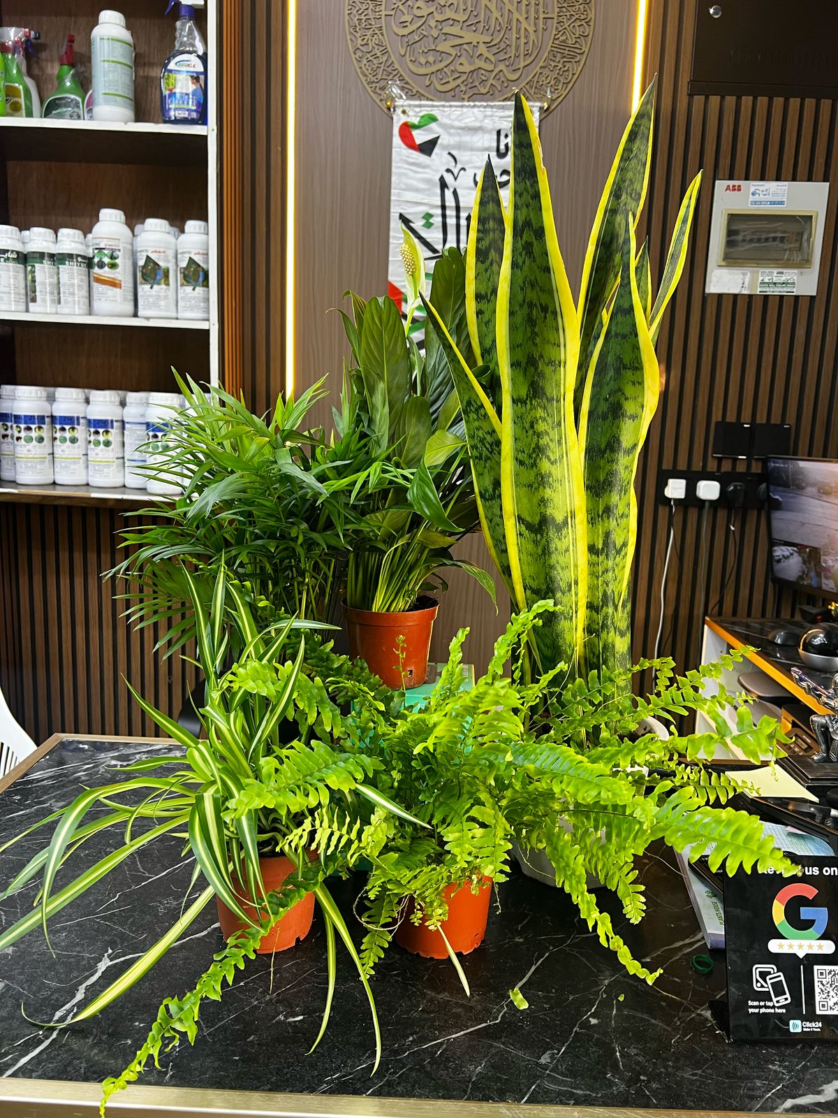 Eco-friendly plants house by Plant House in Dubai, featuring lush indoor plants for a fresh, natural look.