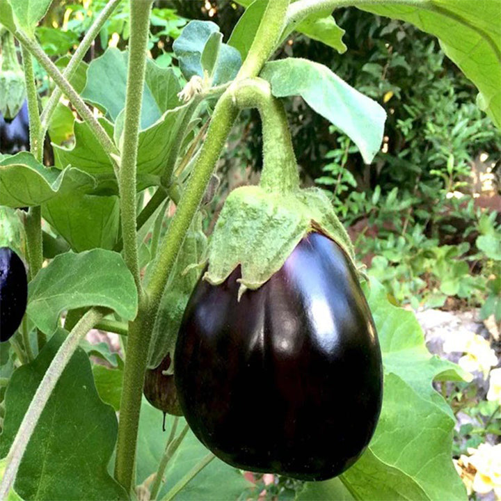 Eggplant plant with healthy green leaves, grown from Plant House eggplant seeds, ready for gardening or planting.