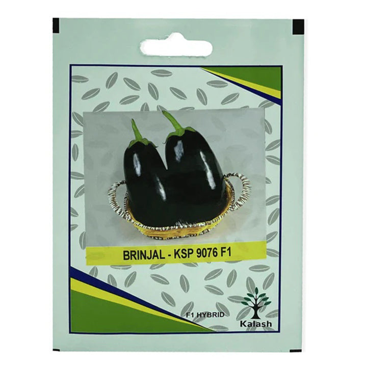 Eggplant plant with healthy leaves and developing eggplants, shown with seeds from Plant House.