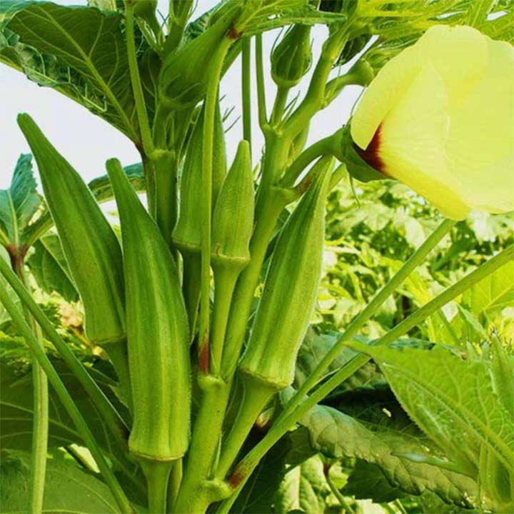F1 Hybrid Okra plant from Plant House, healthy green plant with lush leaves and developing okra pods.